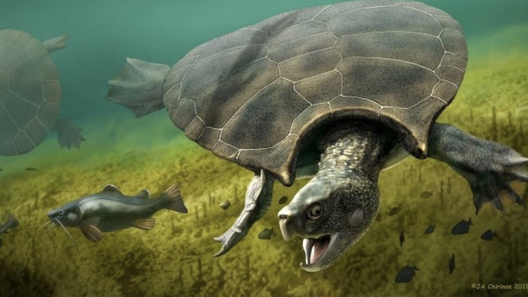 Car-Sized Turtle Fossil Found